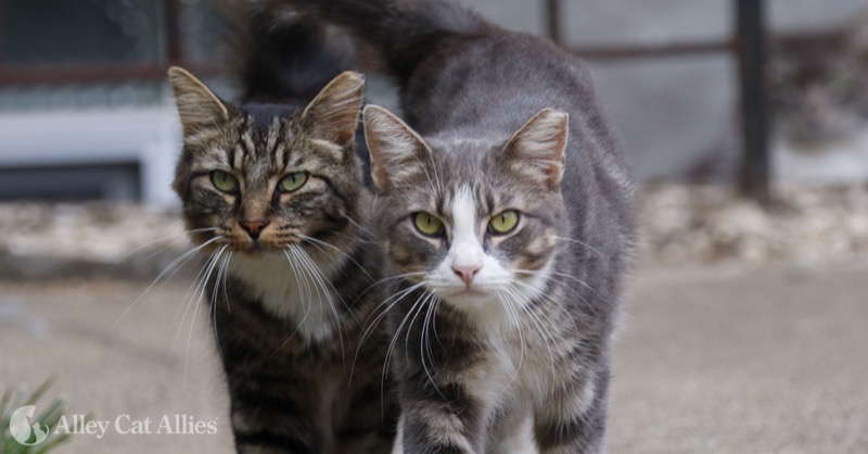 Tipped ears on feral cats